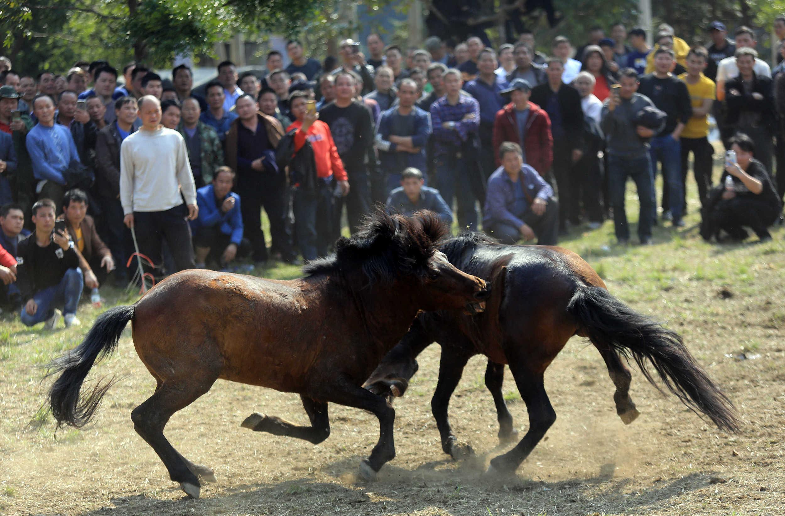 广西柳州举行传统斗马比赛闹新春