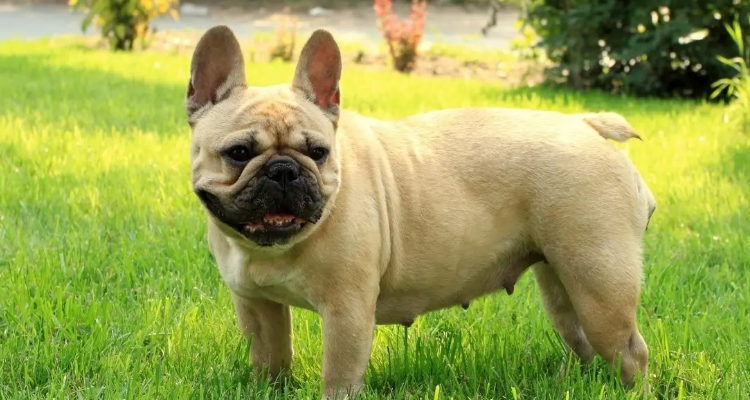 美国斗牛犬和恶霸犬的区别