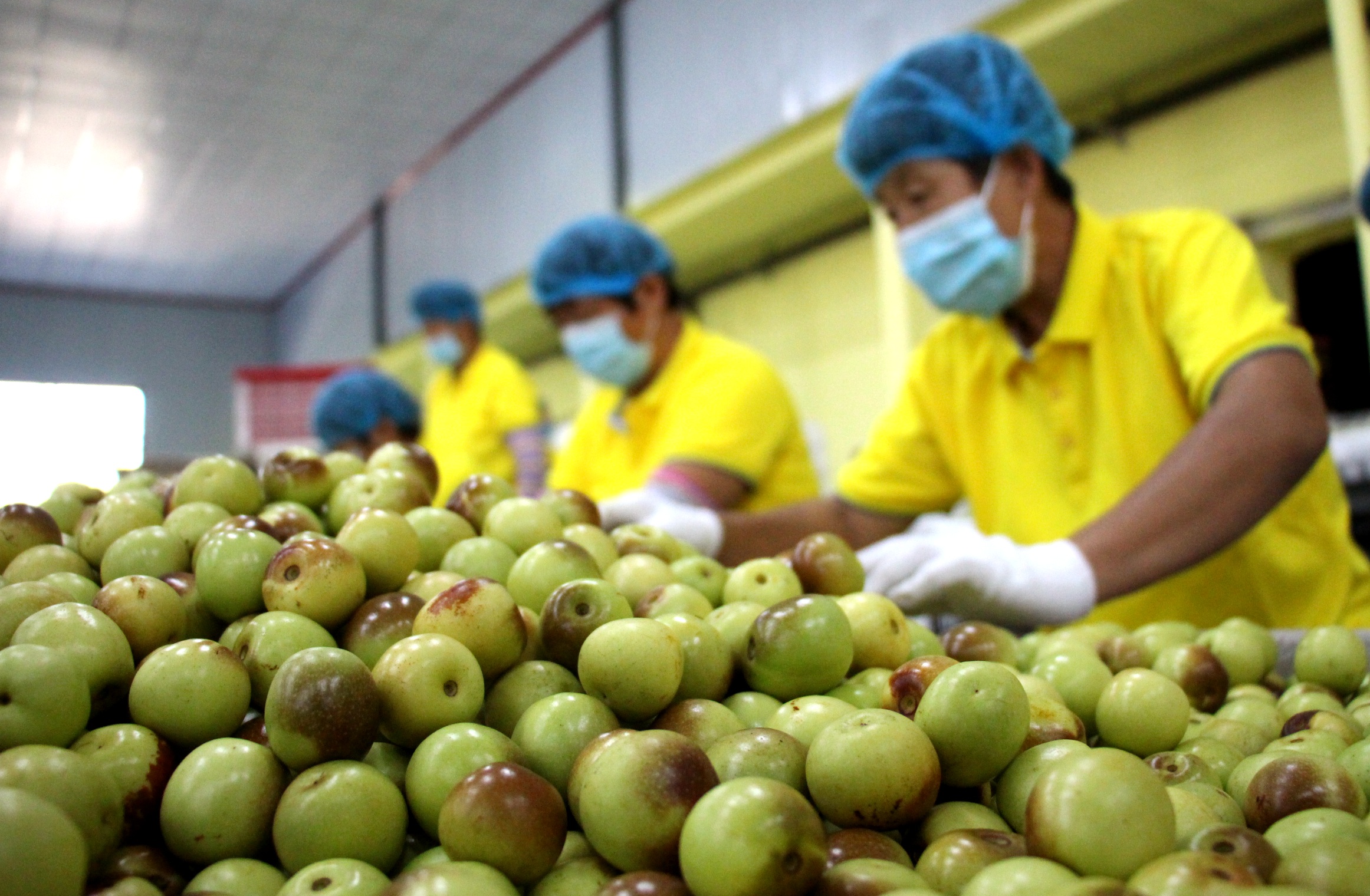 9月18日,山东省滨州市沾化区一家果蔬进出口有限公司工人在分拣冬枣