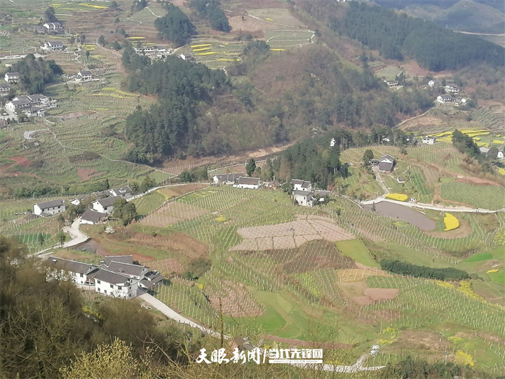 息烽县小寨坝镇:特色产业"葡"写乡村振兴致富篇章