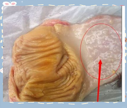 我们要仔细查看腺胃乳头,留意是否有出血现象,同时也要观察腺胃与肌胃