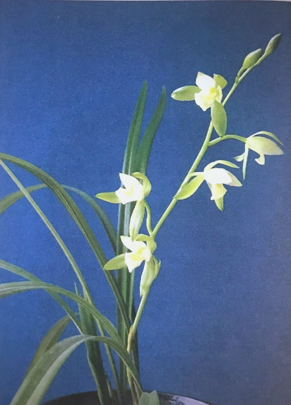 如何实现阳台月月兰香?揭秘兰花养护之道