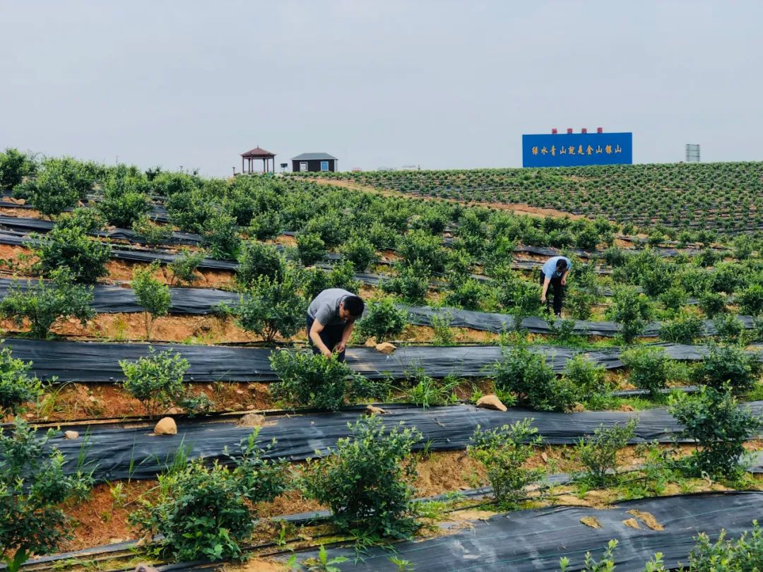 怀宁十年|深耕蓝莓产业 引领乡村振兴