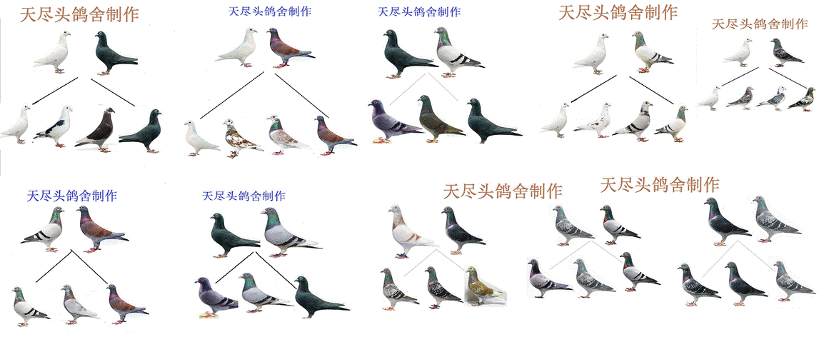 信鸽羽色遗传规律与多样性的深入解析
