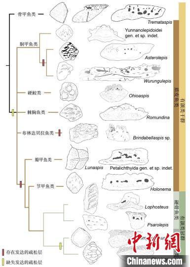 鱼类化石的形成过程图片