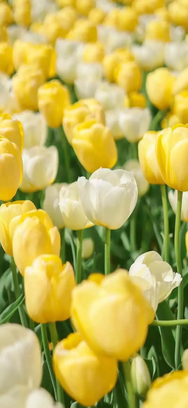 花花壁纸:满园春色关不住,万紫千红迎春来