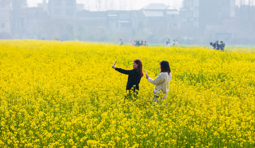 武汉蔡甸:知音故里油菜花节开幕 万亩油菜花迎绽放