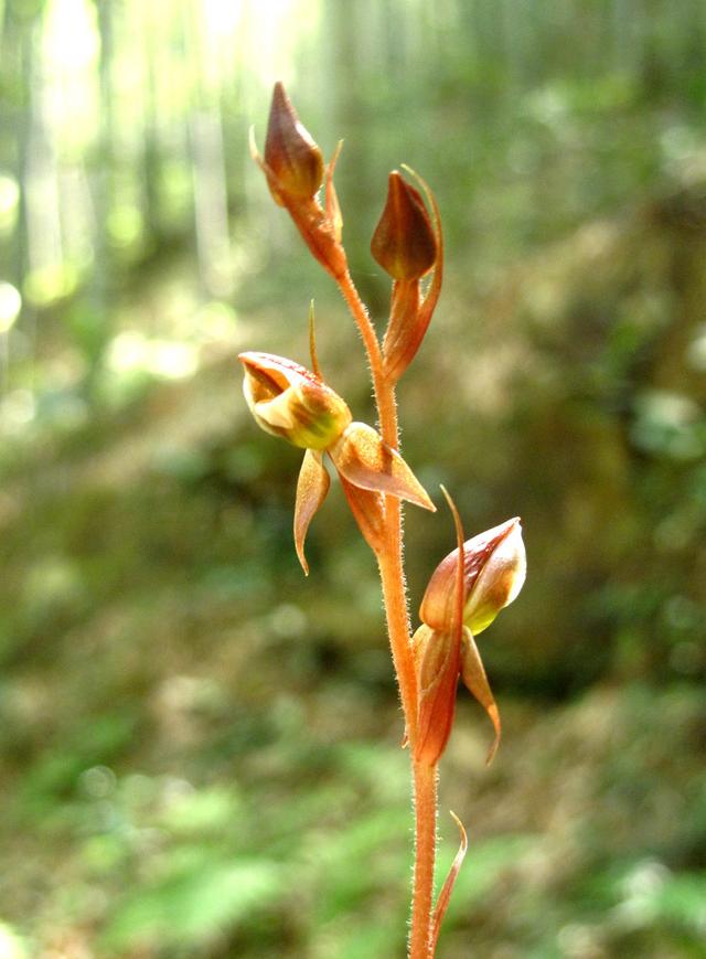 兰花中的奇葩:绿花斑叶兰