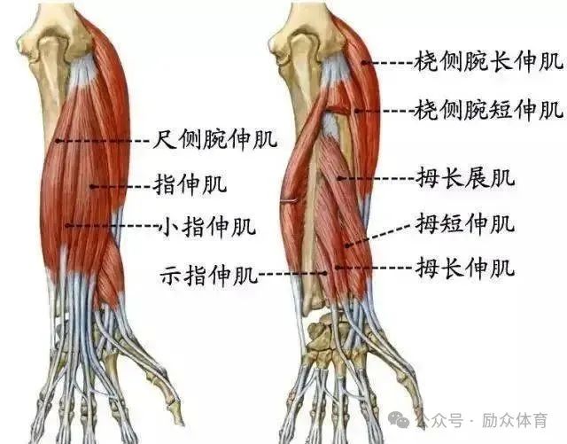 尺骨背面上半止点:第五掌骨底支配神经:发自脊神经臂丛的桡神经机能