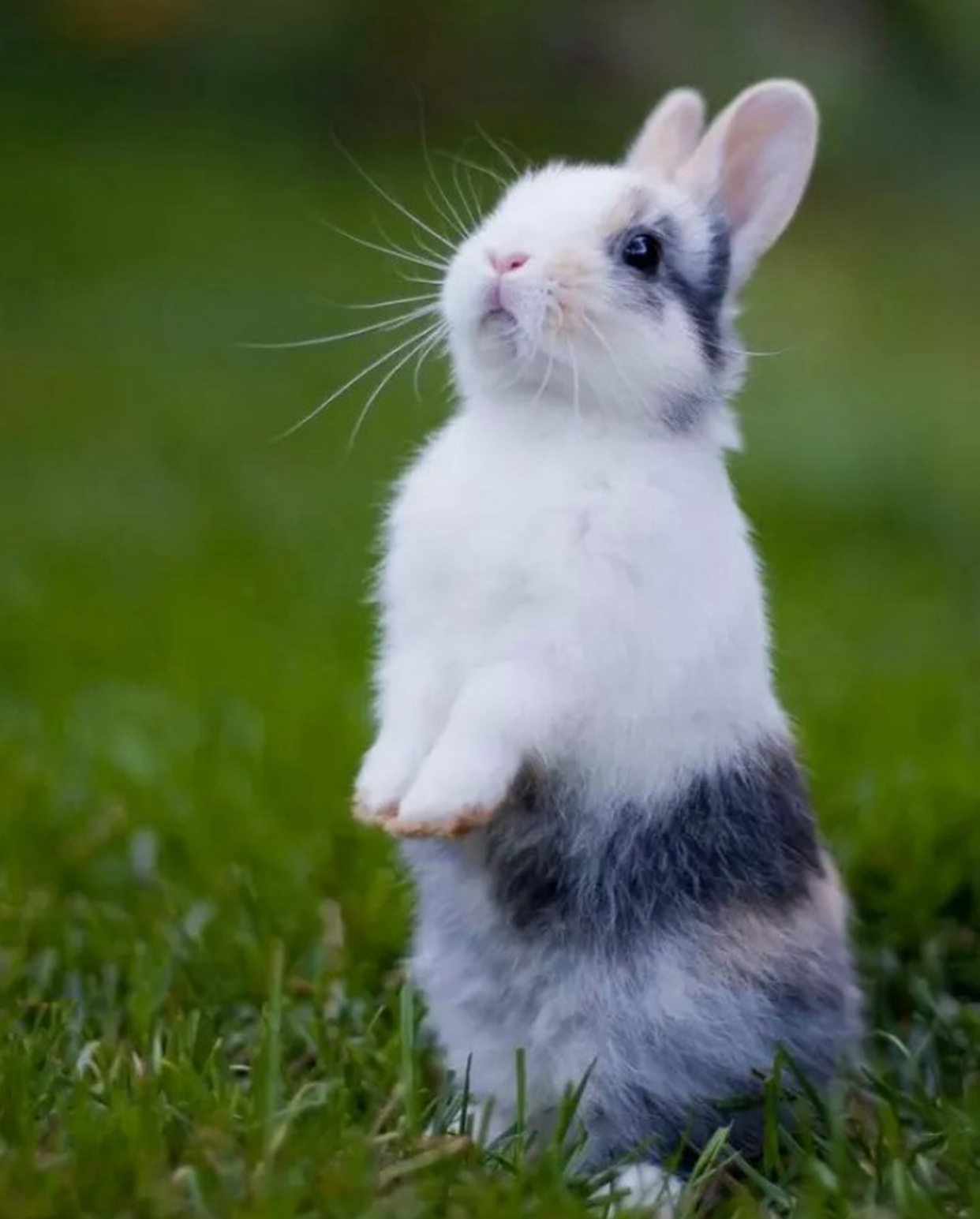 小兔子乖乖短尾巴图片