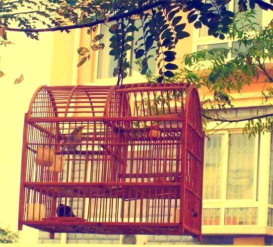 踏笼捉鸟的多样经验分享