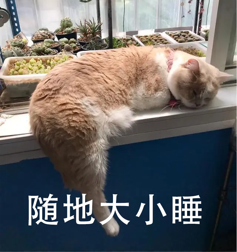 猫咪mbti测试|你的命定情猫是它吗?