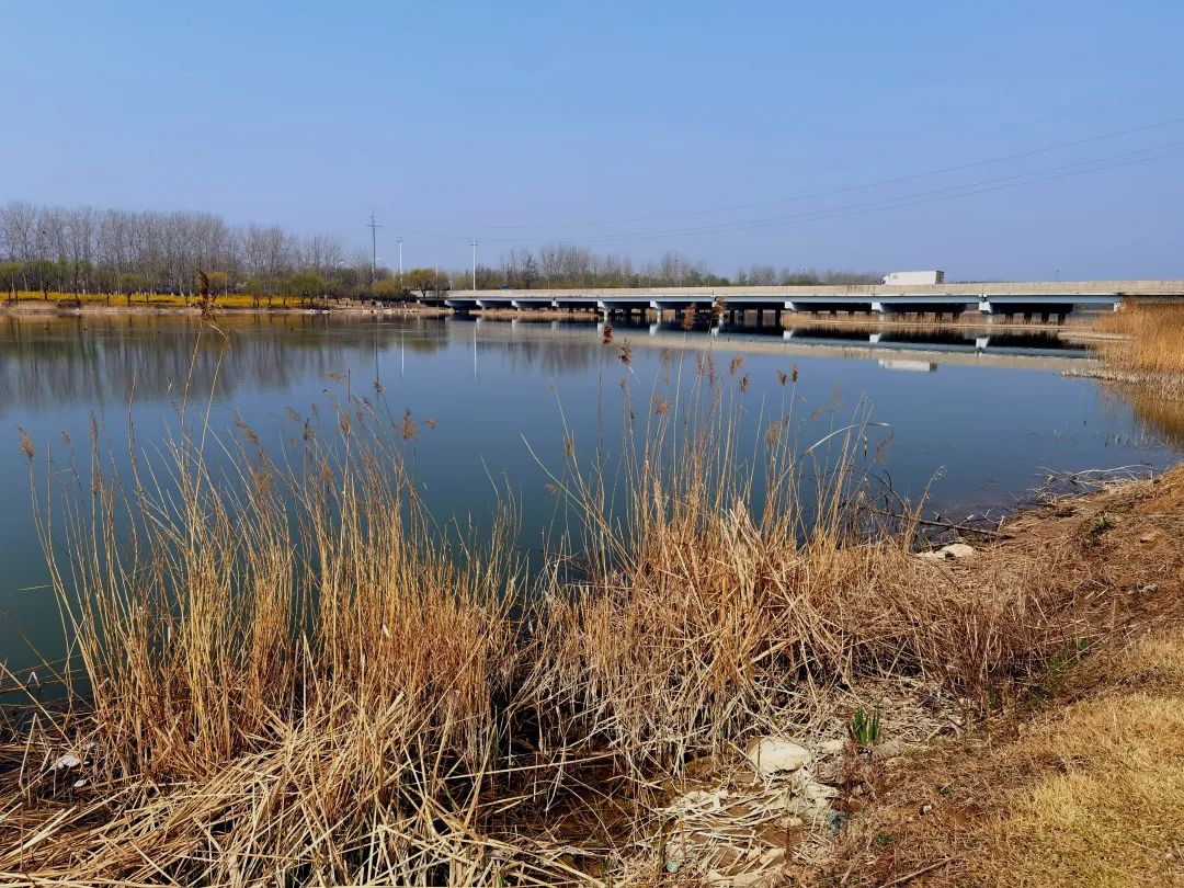 「漫行潍坊」北辰绿洲湿地公园