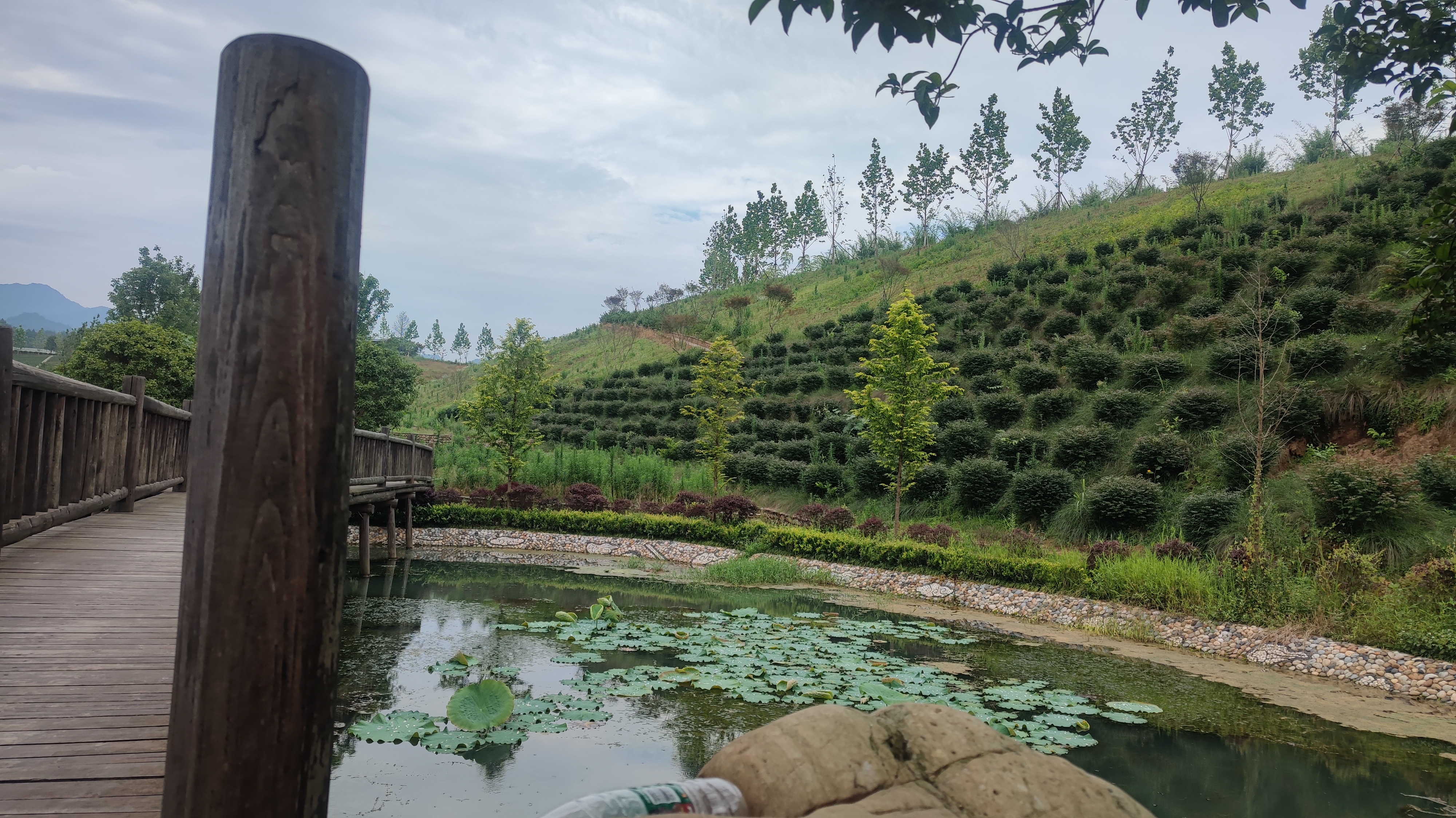 湖南华莱茶香花海图片