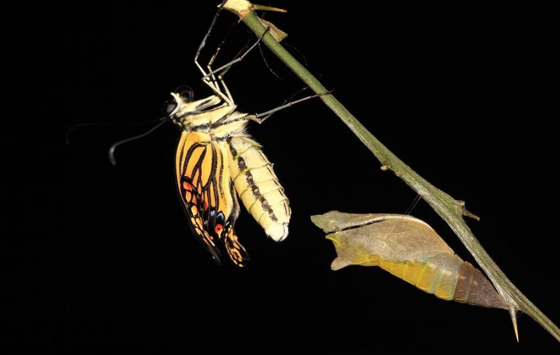 蝴蝶几条腿?蝴蝶的一生会经历哪些阶段?