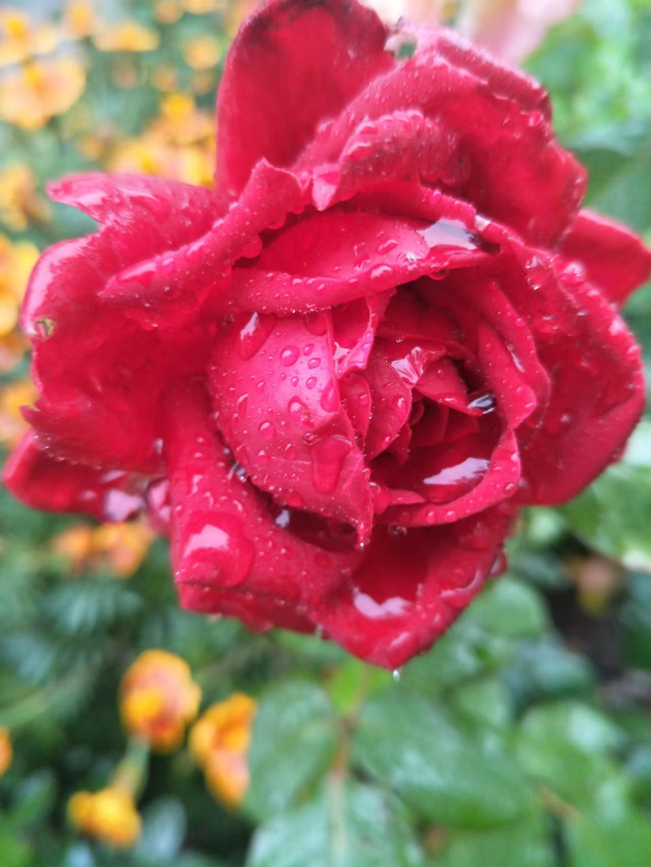 数伏,数着日子享福