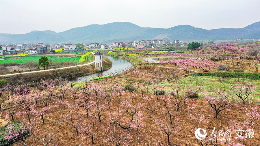 马鞍山当涂:桃花村里赏桃花 青山脚下春意浓