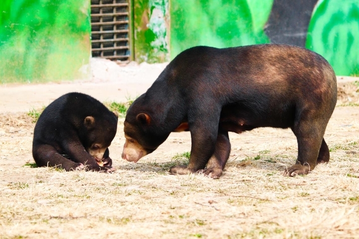 探訪濟南野生動物世界新晉