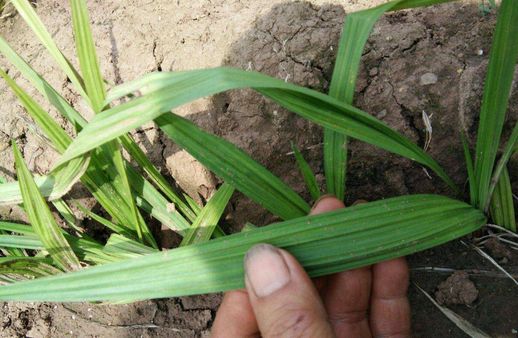 常被偷偷采挖,野外已经不多了,记得好好珍惜,俗称"仙茅"