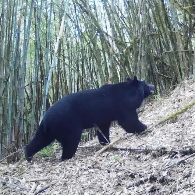 金钱豹,孟加拉虎,羚牛,林麝,黑鹳,金雕,白尾梢虹雉,黑颈长尾雉,小熊猫