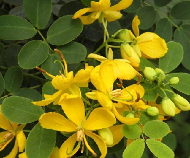 伞房决明种子能发芽吗