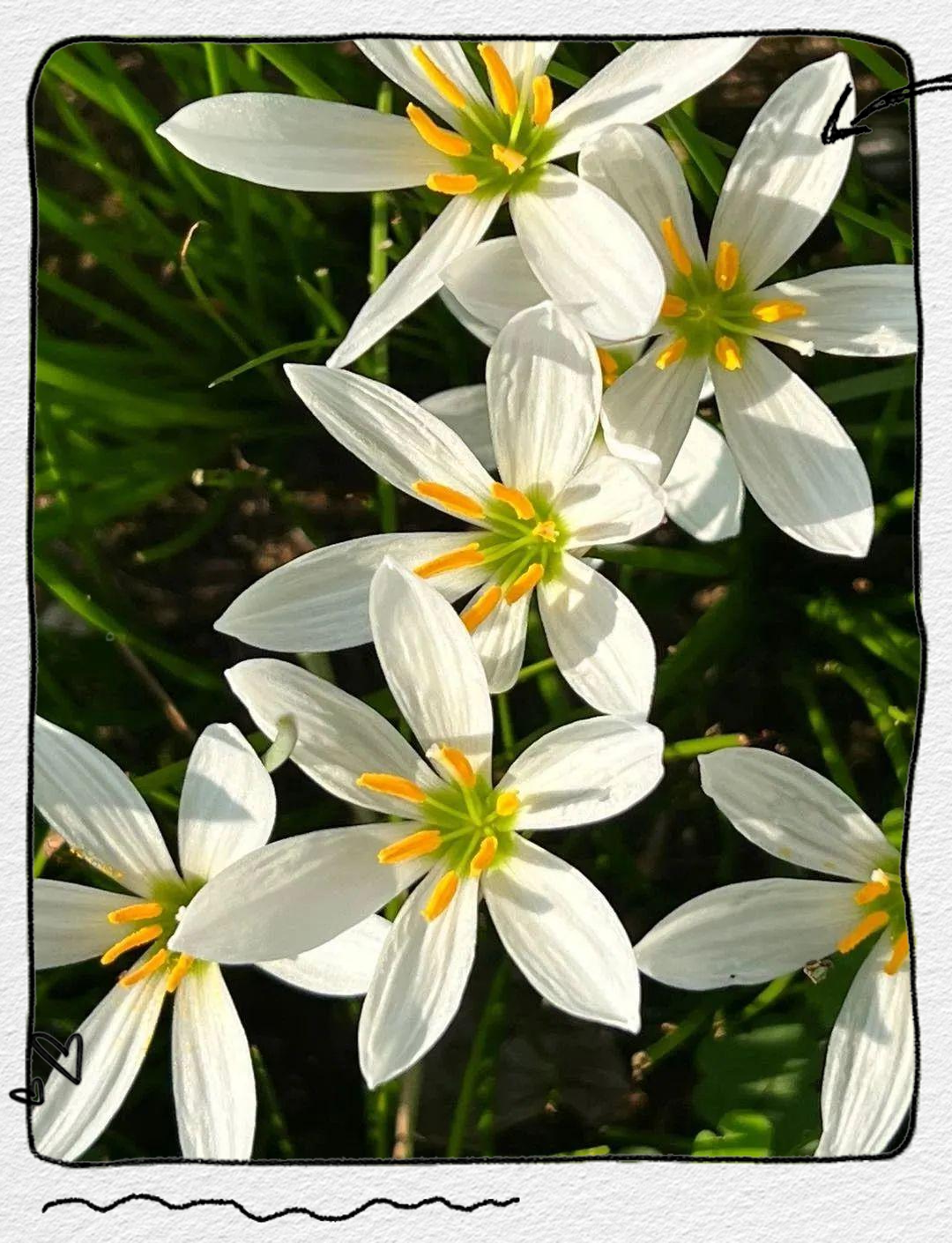 资阳葱兰花开盛景,周末打卡不容错过!