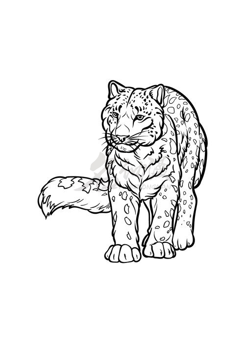 金钱豹板绘画法小教程