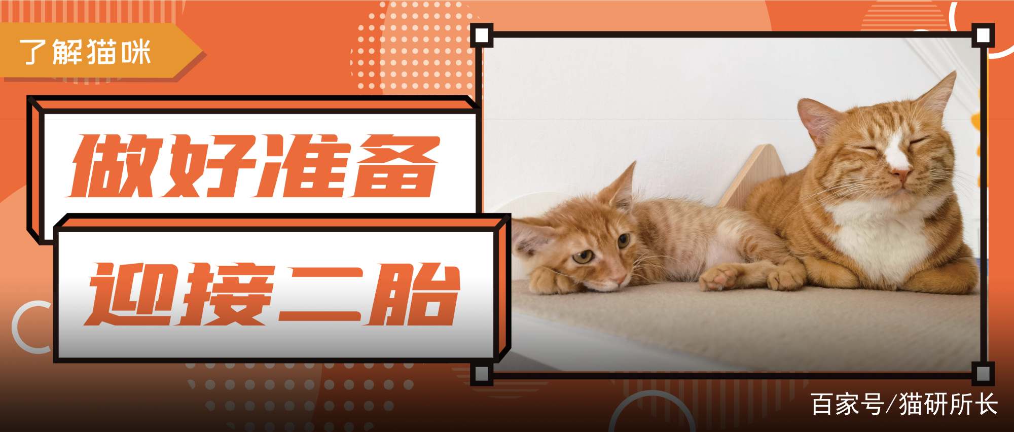 想接二猫又怕原住民关系不合？看这一篇就够了