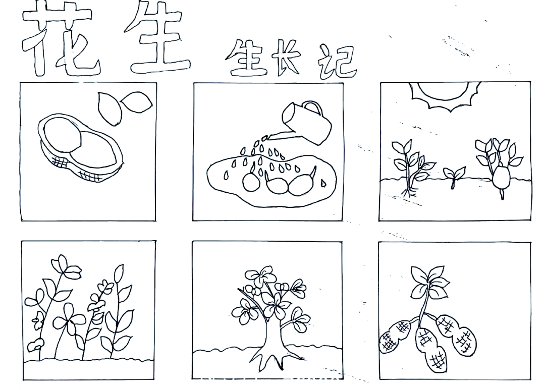 植物生长小报制作指南:从布局到上色,轻松完成手抄报!