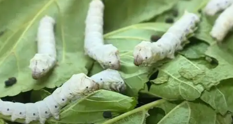 三眠蚕起食叶多陌头桑树空枝柯形容的是养蚕的哪个环节
