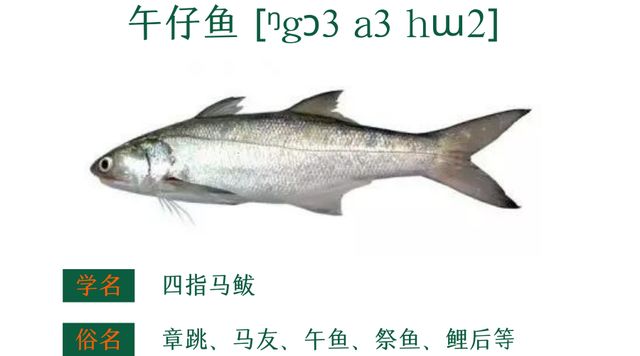 粤菜谱74期 香葱香菜豆豉油清蒸迦魶魚 嘉鱲鱼预防老年失智症食谱