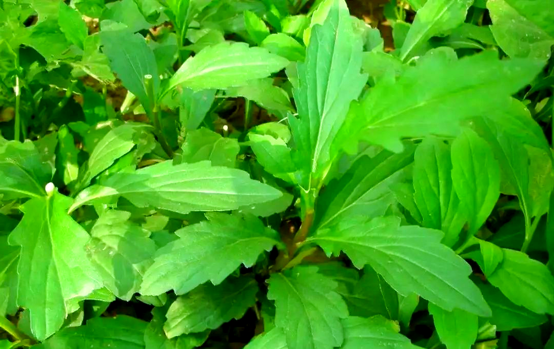 马兰草:从田间常见草到长寿草与中药材