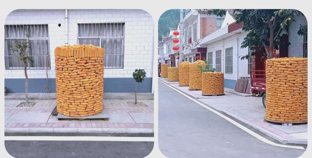 农户们正忙着将自家地里收获的玉米,一一扎成囤,并统一堆放到村组指定