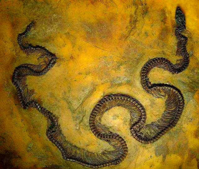 5800万年前化石揭开泰坦巨蟒的神秘面目