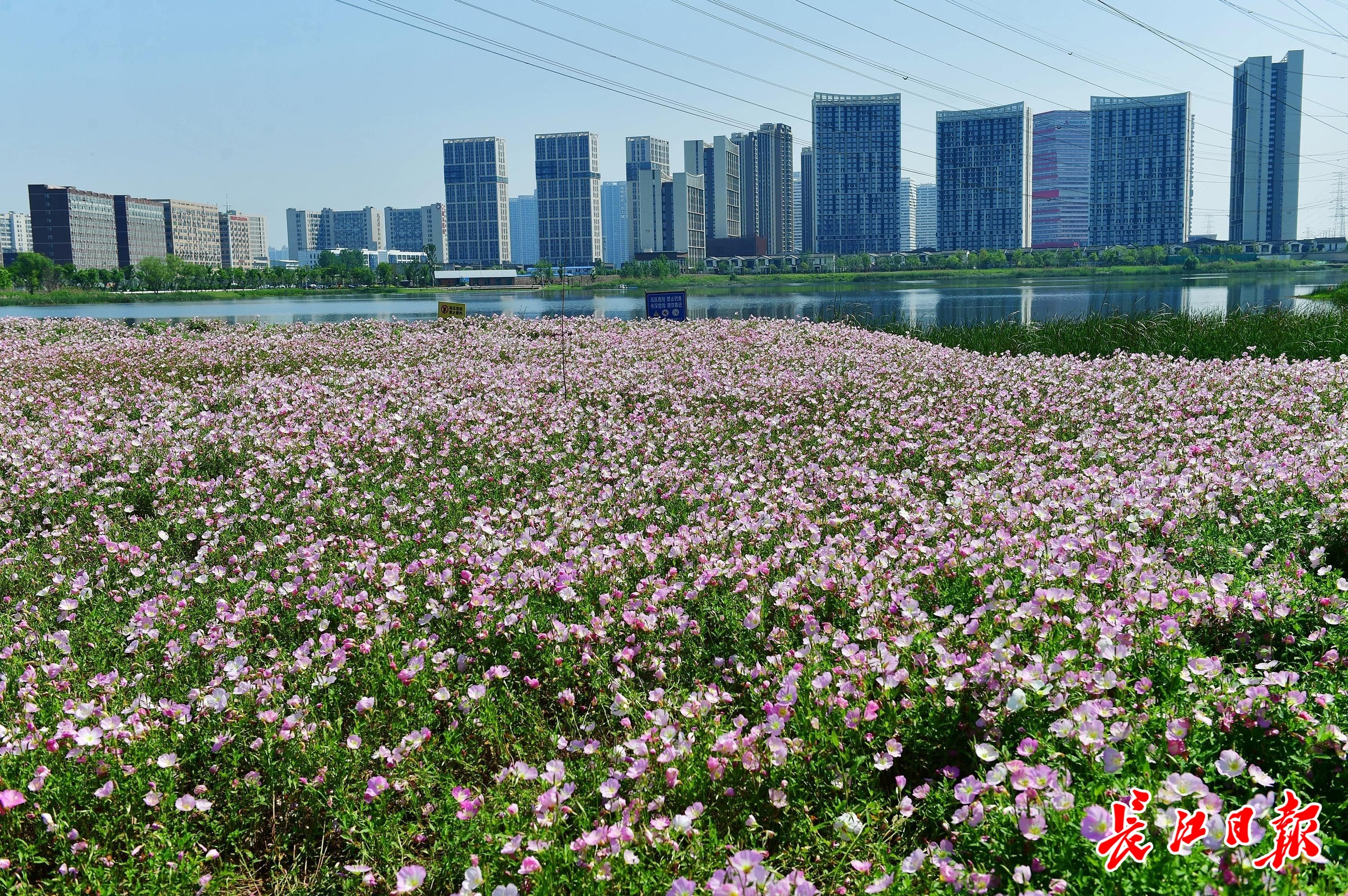 美丽月见草,湖边花海美无边