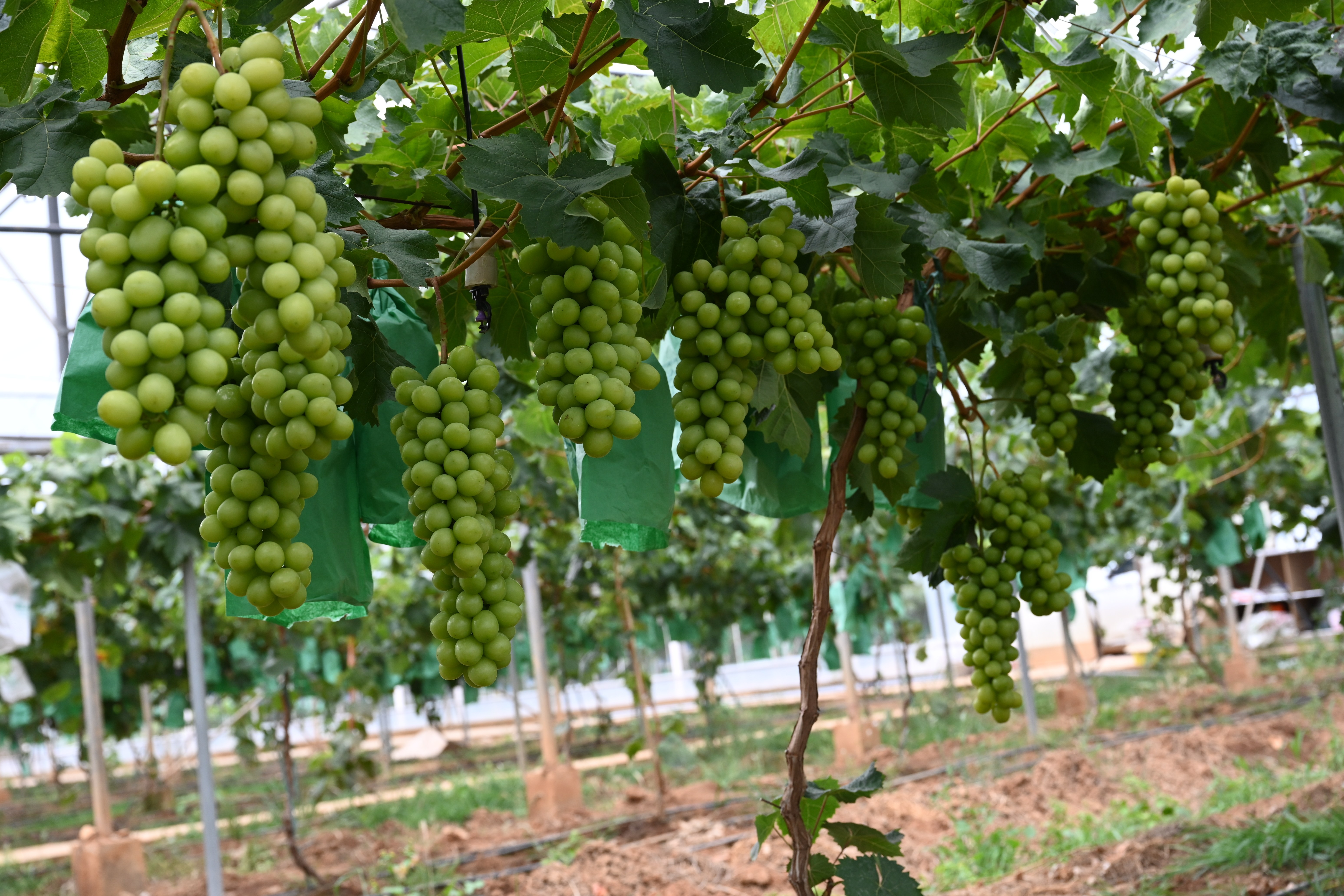 阳光玫瑰葡萄上市销往省内外供不应求