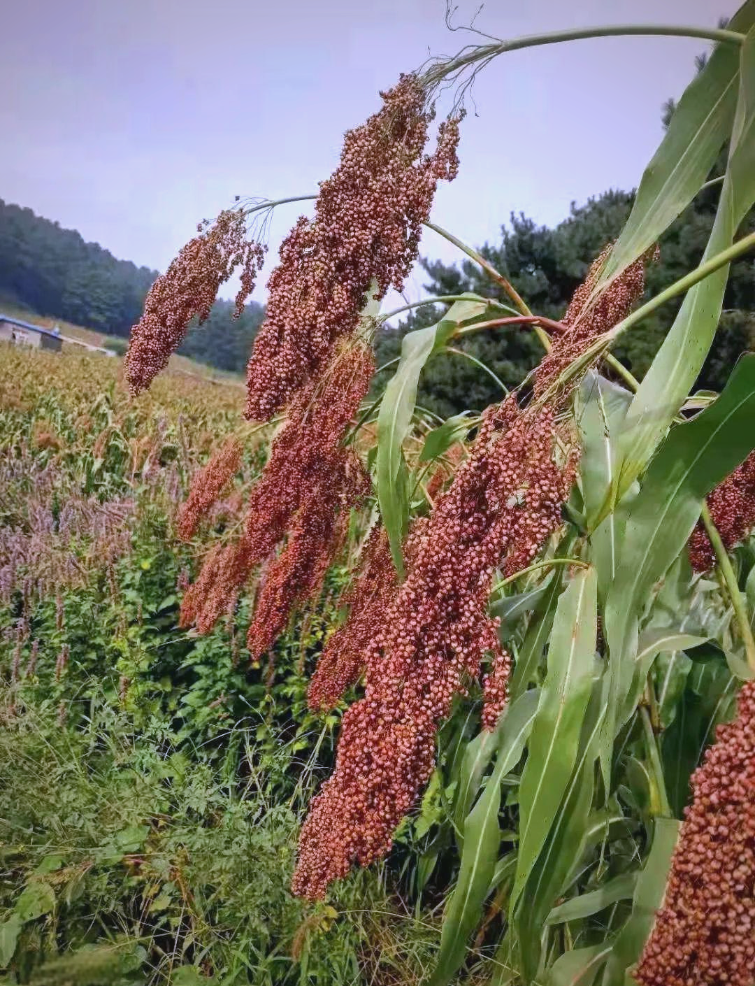 高粱:从餐桌到历史,一种多变的食材之旅
