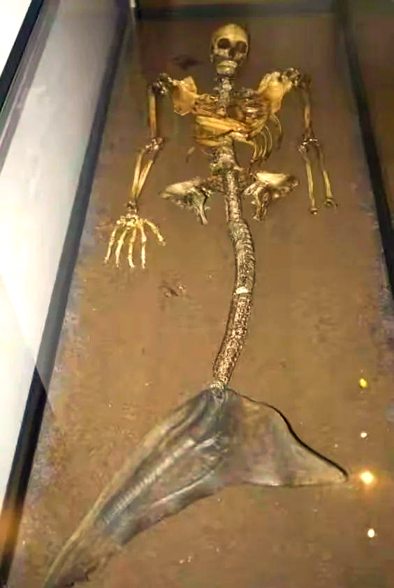 美人鱼的存在证据及各种目击事件解析