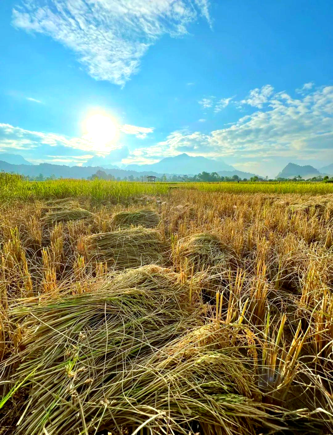 老挝稻谷金黄,丰收景象如画,稻香四溢!