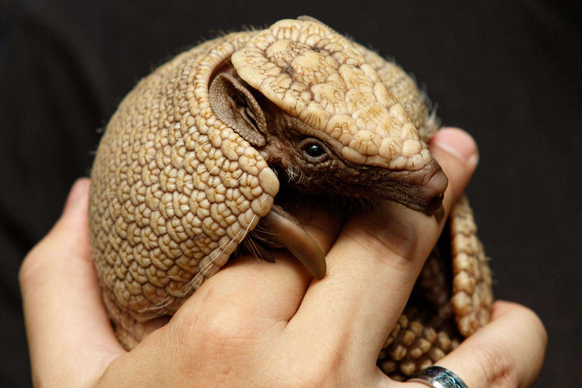 连子弹都无法穿透,犰狳的"铠甲"究竟有多坚硬?