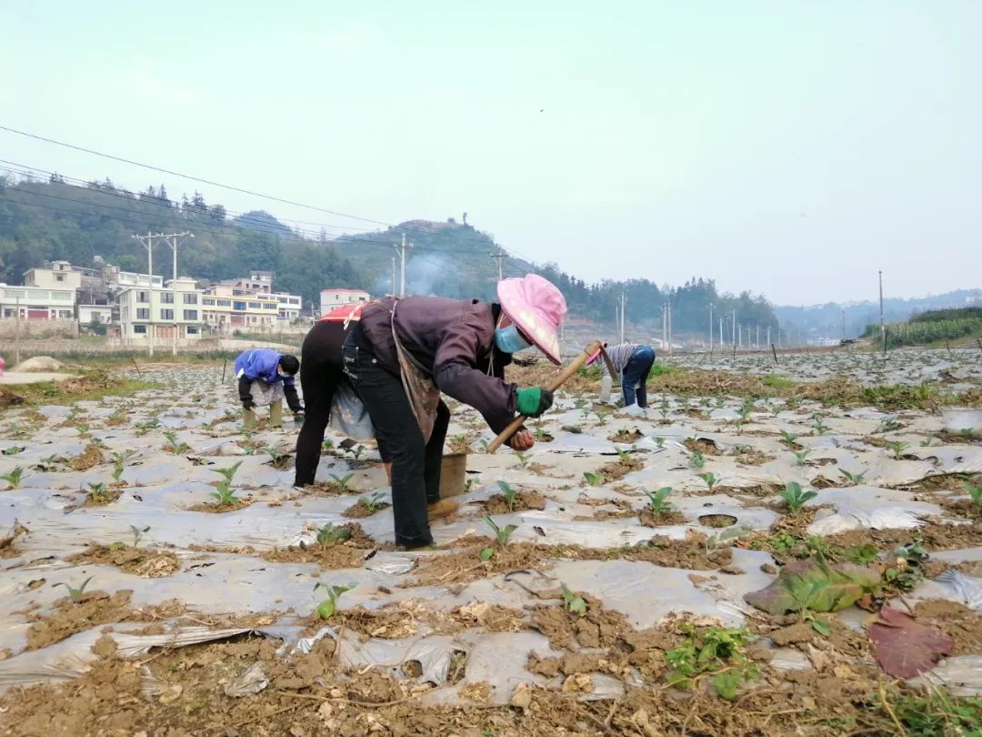 秋冬種進行時|織金縣以那鎮:搶抓秋冬種 穩定糧油生產