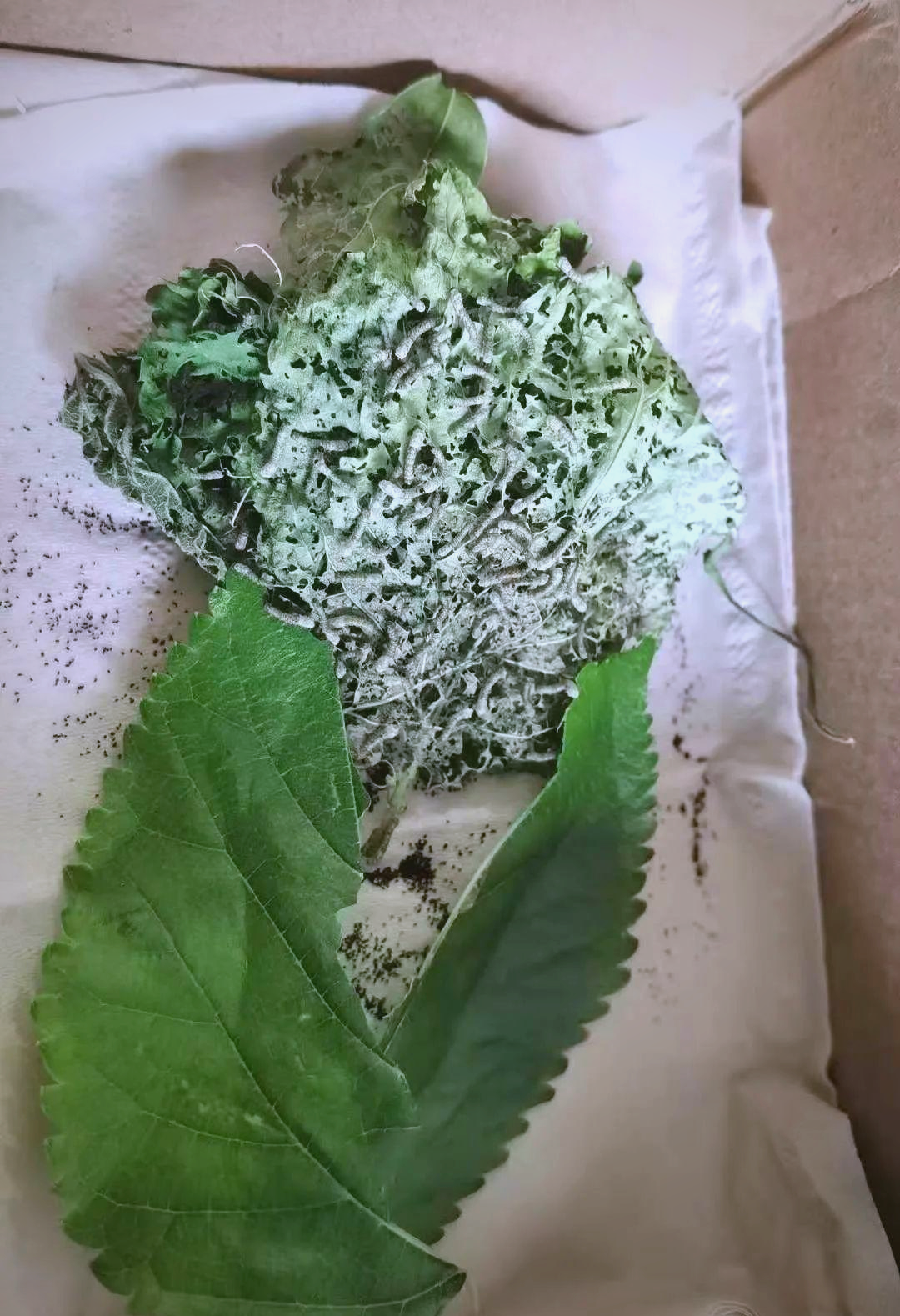 蚕宝宝成长全记录:孵化,幼虫,结茧与破茧成蛾