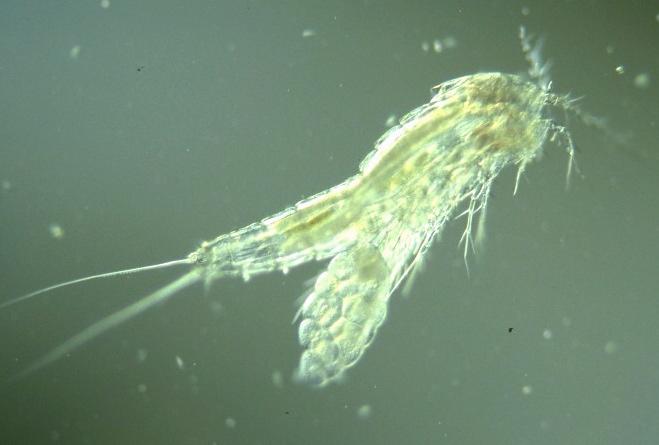 长达120厘米的麦地那龙线虫,肆虐非洲,让350多万人遭受疾病困扰