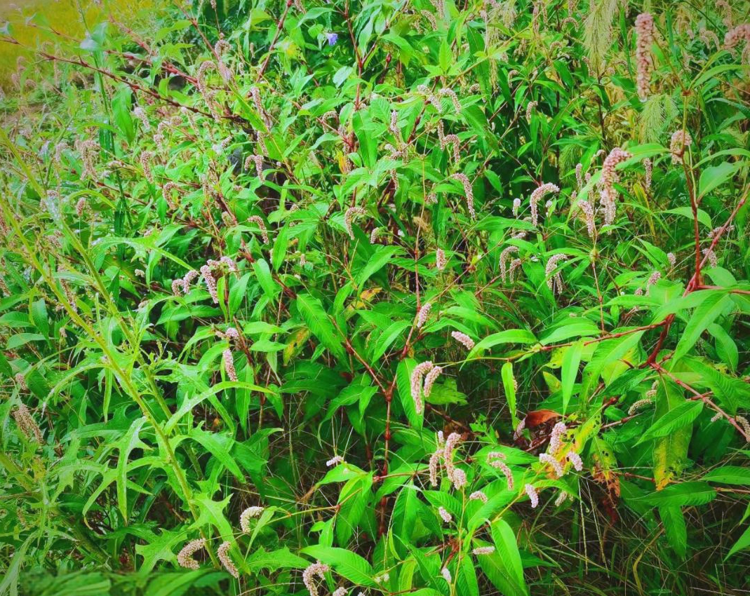 了解"辣蓼草":一种制作酒曲的天然植物,多功能用途农民需知!