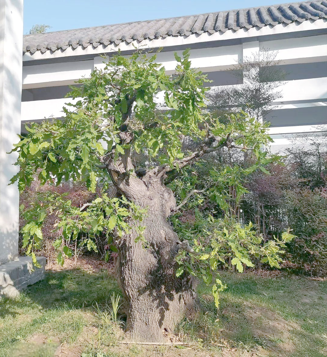 从山海经走来的橿子栎,见证人间的沧桑巨变