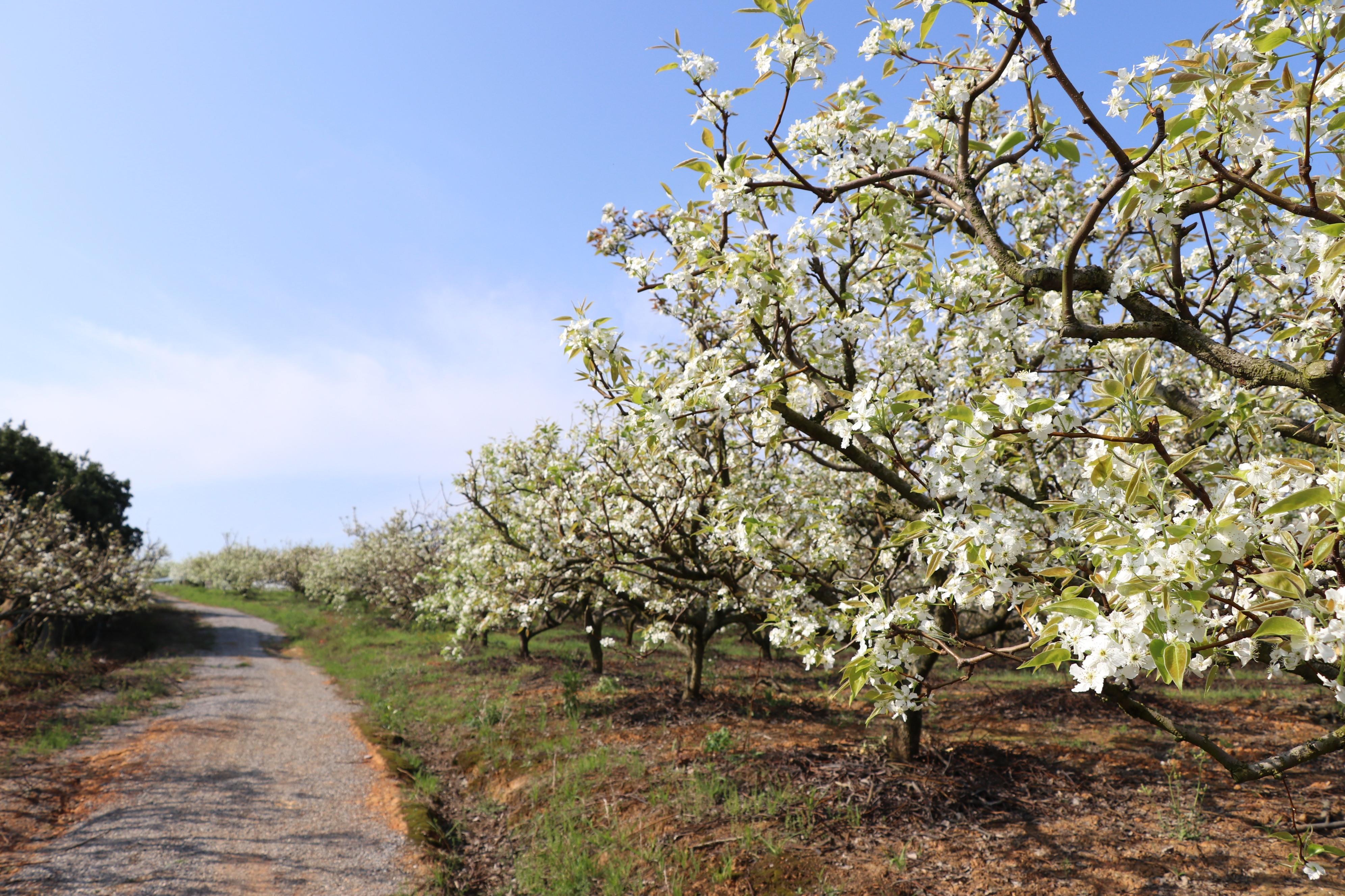 江华瑶族自治县白芒营镇百亩梨花开果农致富有信心