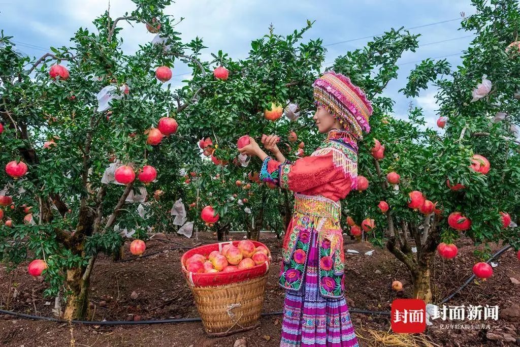 走进中国石榴之乡会理打造百亿级石榴红产业农文旅绘就乡村振兴五彩