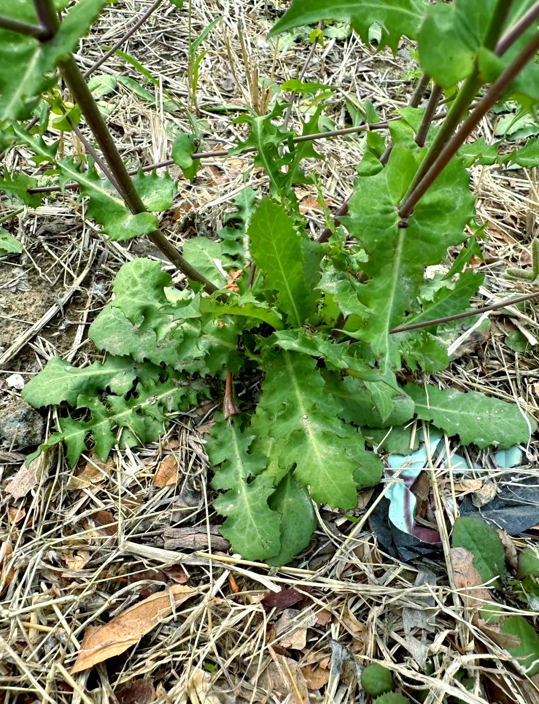 多种黄花苦味植物:蒲公英,中华苦荬菜等,其作用是否相同?