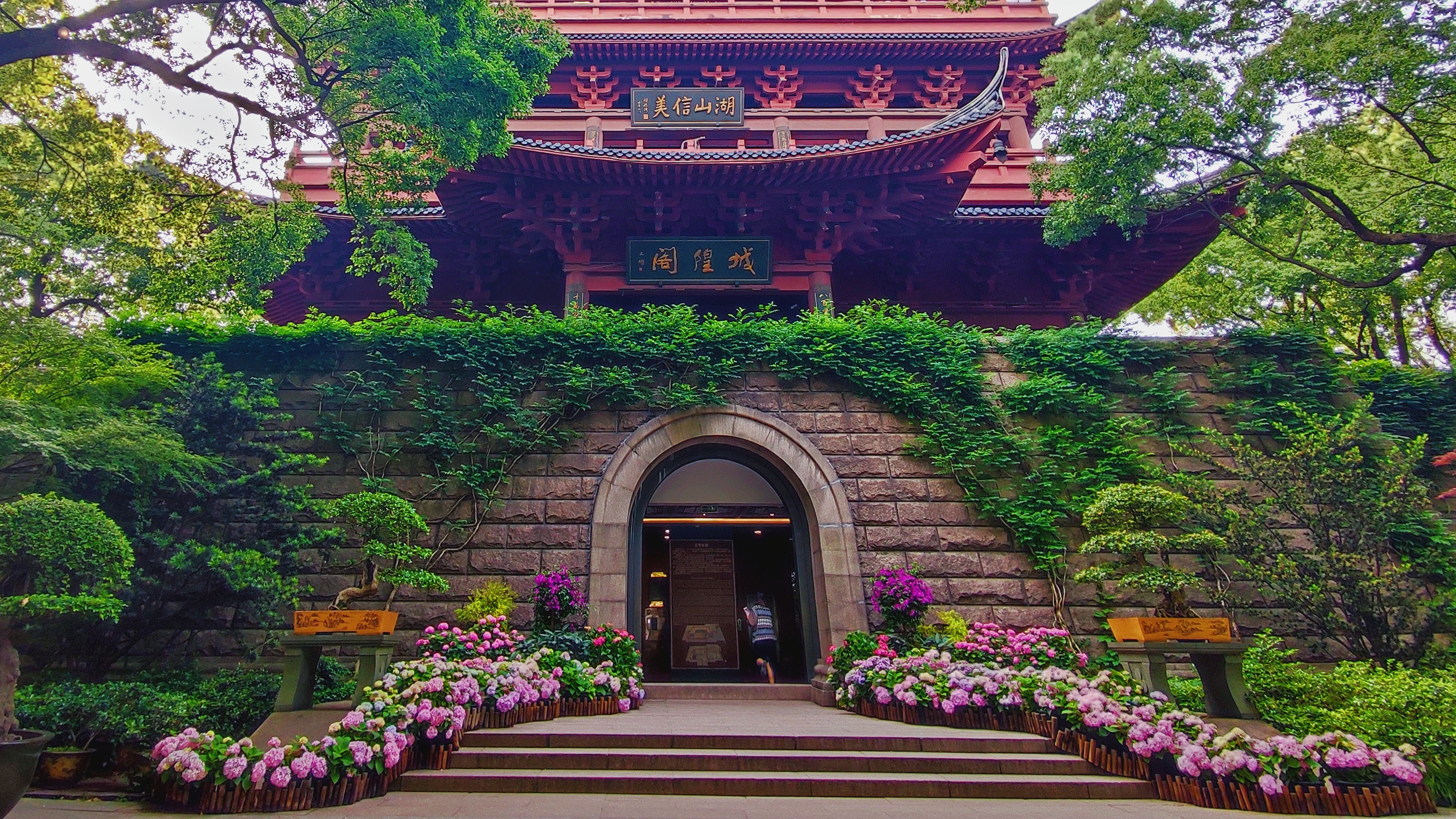 仙气飘飘,"迎亚运·紫阳记忆"八仙花展惊艳亮相吴山城隍阁