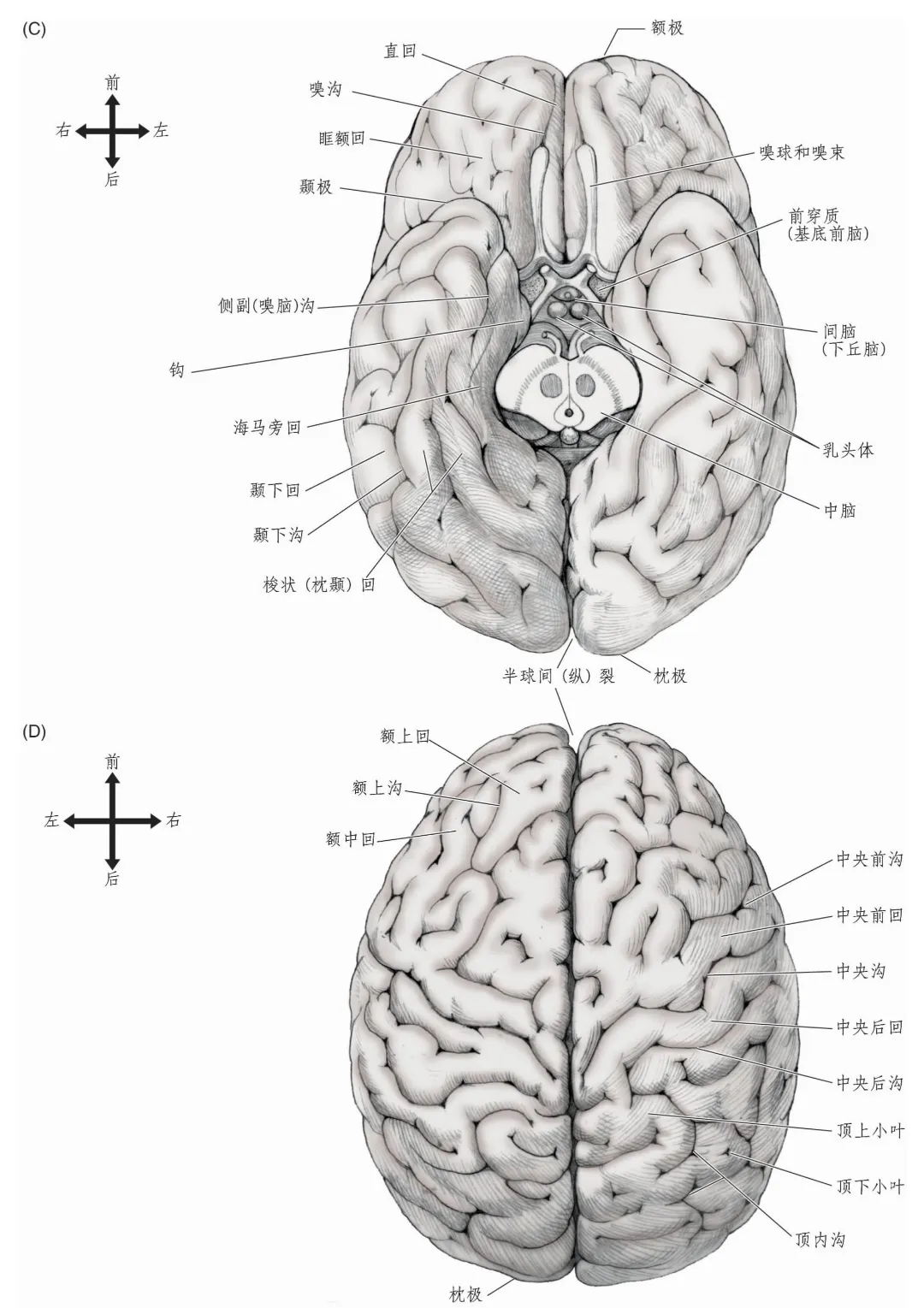大脑运动与感觉区解剖详解
